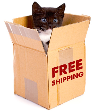 Free Shipping Kitten
